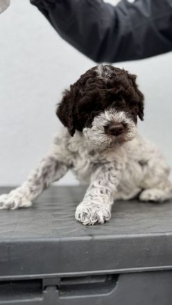 Lagotto Romagnolo Welpen