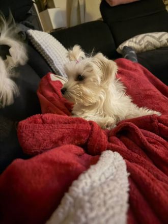 Mila sucht ein neues Zuhause