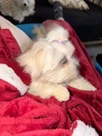 Mila sucht ein neues Zuhause