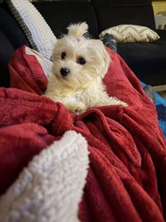 Mila sucht ein neues Zuhause