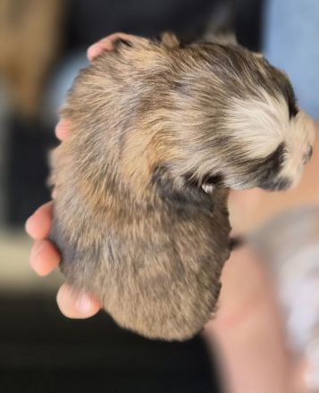 Bolonka Zwetna Welpen suchen ein Zuhause