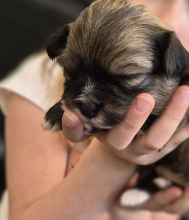 Bolonka Zwetna Welpen suchen ein Zuhause