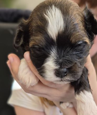 Bolonka Zwetna Welpen suchen ein Zuhause