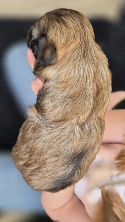 Bolonka Zwetna Welpen suchen ein Zuhause