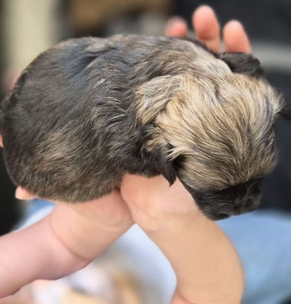 Bolonka Zwetna Welpen suchen ein Zuhause