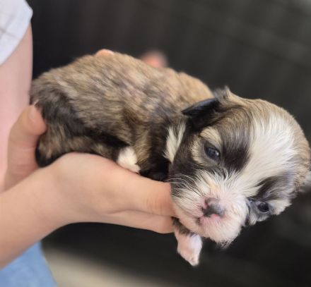 Bolonka Zwetna Welpen suchen ein Zuhause