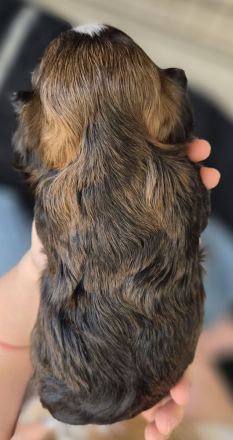 Bolonka Zwetna Welpen suchen ein Zuhause