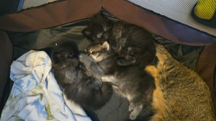 Sehr schöne Katzen abzugeben