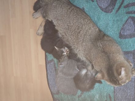 Sehr schöne Katzen abzugeben