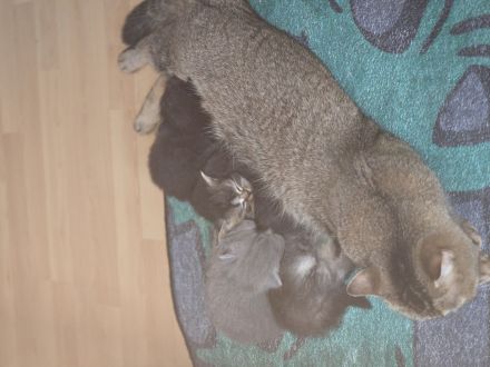 Sehr schöne Katzen abzugeben