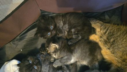 Sehr schöne Katzen abzugeben