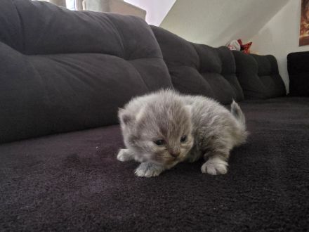 Sehr schöne Katzen abzugeben