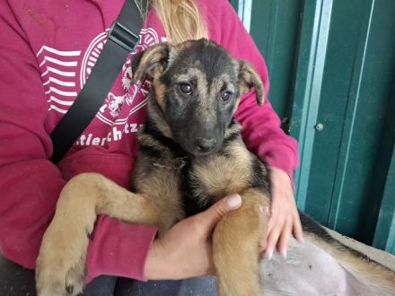 Belezza, verspieltes Welpenmädchen träumt vom großen Glück, 3 M, 41cm