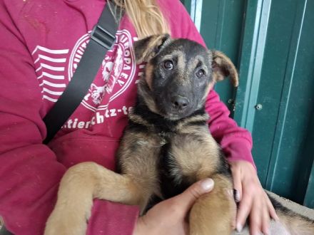 Belezza, verspieltes Welpenmädchen träumt vom großen Glück, 3 M, 41cm