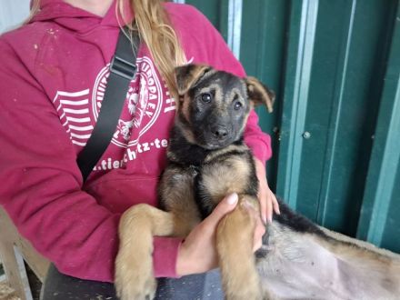 Belezza, verspieltes Welpenmädchen träumt vom großen Glück, 3 M, 41cm