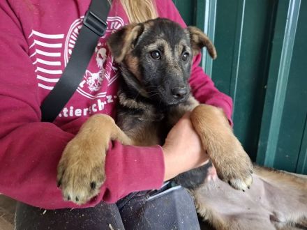 Belezza, verspieltes Welpenmädchen träumt vom großen Glück, 3 M, 41cm