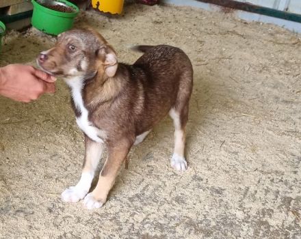 Cappuccino, kleiner Welpe sucht ein Zuhause in der großen Welt, 4M, 39 cm