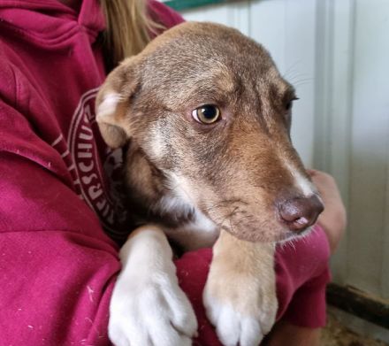 Cappuccino, kleiner Welpe sucht ein Zuhause in der großen Welt, 4M, 39 cm