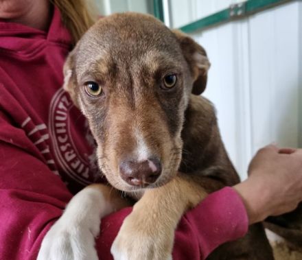 Cappuccino, kleiner Welpe sucht ein Zuhause in der großen Welt, 4M, 39 cm