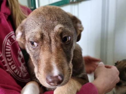 Cappuccino, kleiner Welpe sucht ein Zuhause in der großen Welt, 4M, 39 cm