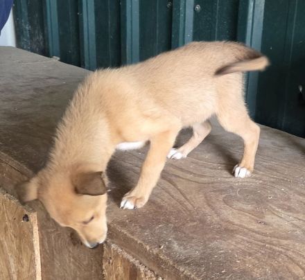 Keks, fröhlicher, aufgeweckter Welpe seht sich nach einem eigenen Zuhause, 4M, 27 cm