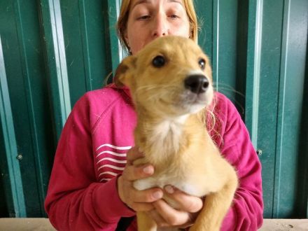 Keks, fröhlicher, aufgeweckter Welpe seht sich nach einem eigenen Zuhause, 4M, 27 cm