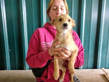 Keks, fröhlicher, aufgeweckter Welpe seht sich nach einem eigenen Zuhause, 4M, 27 cm
