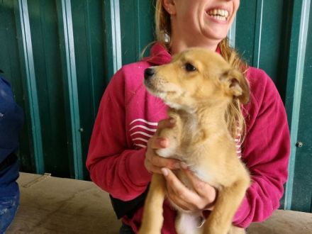 Keks, fröhlicher, aufgeweckter Welpe seht sich nach einem eigenen Zuhause, 4M, 27 cm