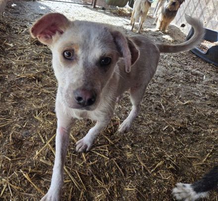 Kijano, unglaublich verschmustes, menschenbezogenes Hundemädchen sucht ein Zuhause, 9M, 48 cm