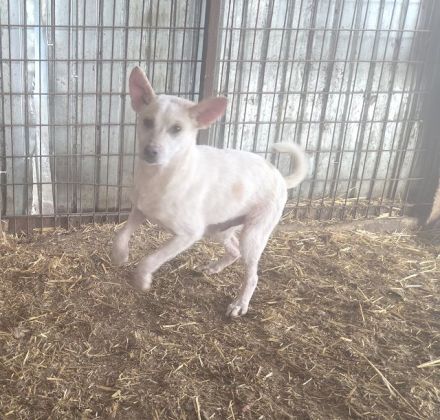 Kijano, unglaublich verschmustes, menschenbezogenes Hundemädchen sucht ein Zuhause, 9M, 48 cm