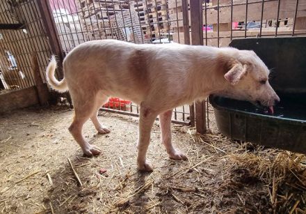 Kijano, unglaublich verschmustes, menschenbezogenes Hundemädchen sucht ein Zuhause, 9M, 48 cm