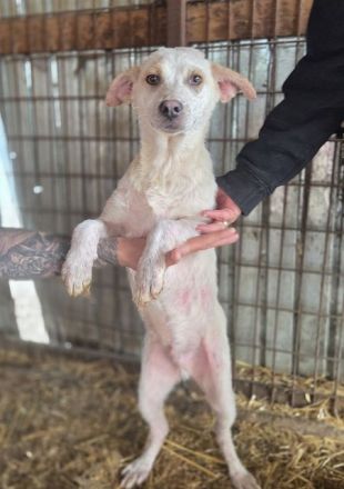 Kijano, unglaublich verschmustes, menschenbezogenes Hundemädchen sucht ein Zuhause, 9M, 48 cm