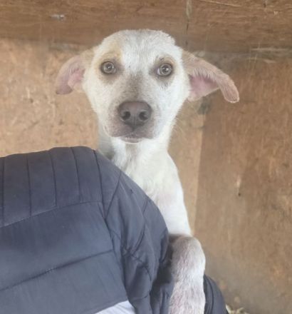 Kijano, unglaublich verschmustes, menschenbezogenes Hundemädchen sucht ein Zuhause, 9M, 48 cm