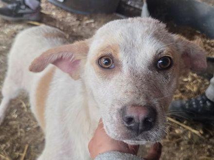 Kijano, unglaublich verschmustes, menschenbezogenes Hundemädchen sucht ein Zuhause, 9M, 48 cm
