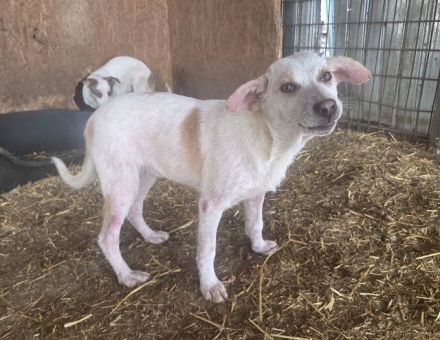 Kijano, unglaublich verschmustes, menschenbezogenes Hundemädchen sucht ein Zuhause, 9M, 48 cm