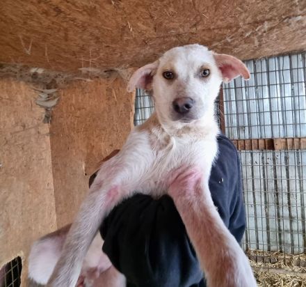 Kijano, unglaublich verschmustes, menschenbezogenes Hundemädchen sucht ein Zuhause, 9M, 48 cm