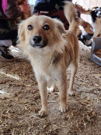 Kiki, hübsche, sanfte Junghündin sucht kuschelfreudige Menschen, 1J, 38 cm