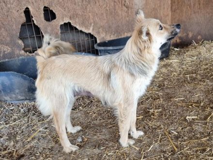 Kiki, hübsche, sanfte Junghündin sucht kuschelfreudige Menschen, 1J, 38 cm