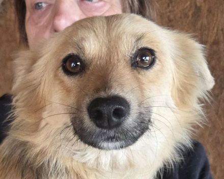 Kiki, hübsche, sanfte Junghündin sucht kuschelfreudige Menschen, 1J, 38 cm