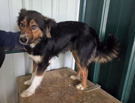 Salome, hübsche Hundemama, die nun für sich ein eigenes Zuhause sucht, 3J, 49 cm