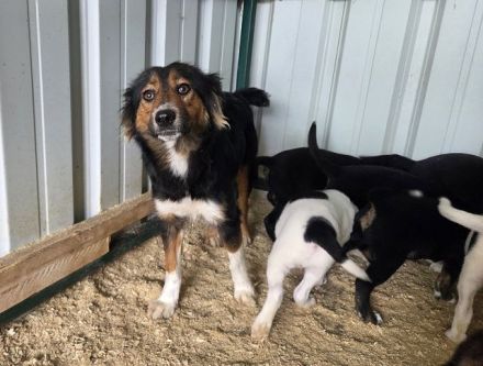 Salome, hübsche Hundemama, die nun für sich ein eigenes Zuhause sucht, 3J, 49 cm