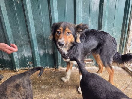 Salome, hübsche Hundemama, die nun für sich ein eigenes Zuhause sucht, 3J, 49 cm