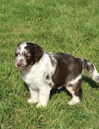 Aussiedoodle
