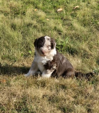 Aussiedoodle