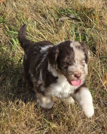 Aussiedoodle