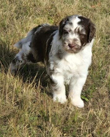 Aussiedoodle