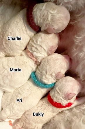 Weiße Welpen Bichon Frise