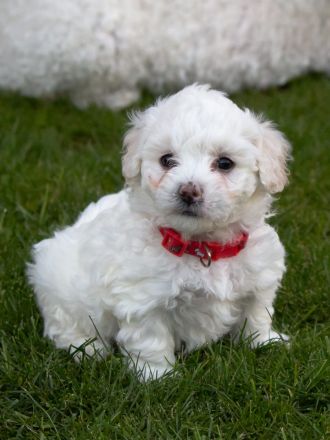 Weiße Welpen Bichon Frise