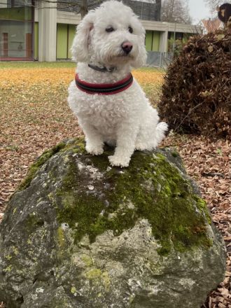 Weiße Welpen Bichon Frise