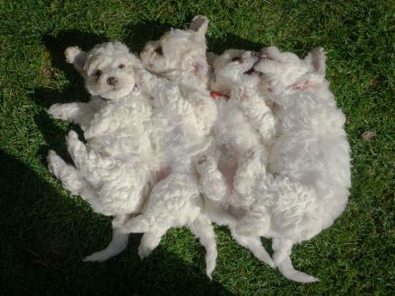 Weiße Welpen Bichon Frise